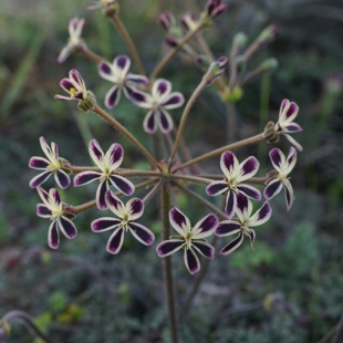 Pelargonium triste